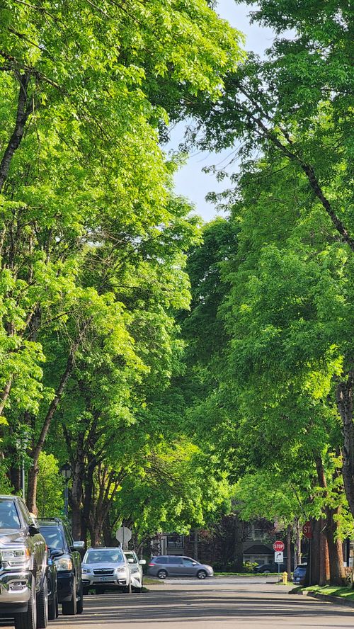 Free A serene neighborhood street shaded by vibrant green trees on a sunny day. Stock Photo