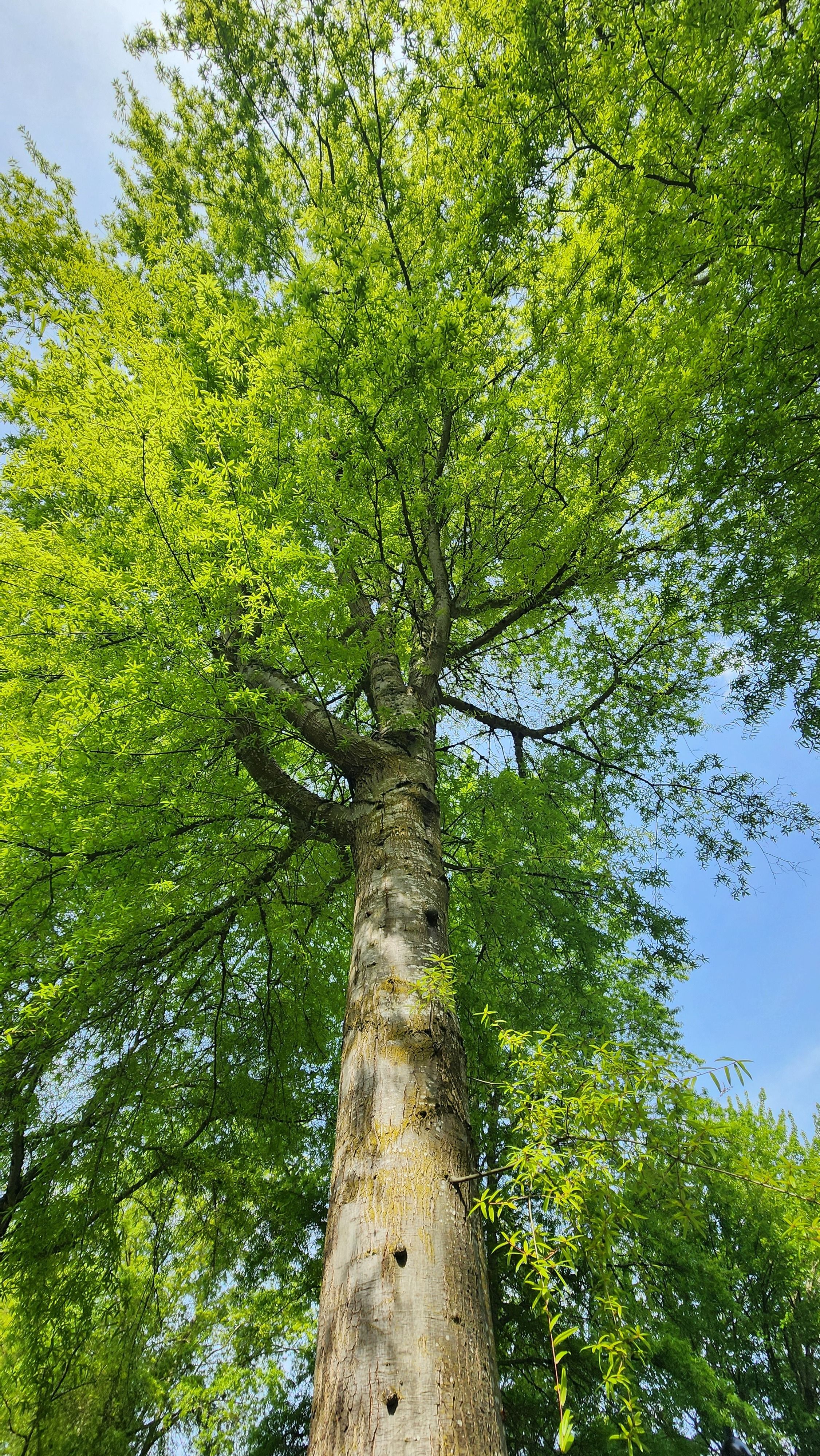 Majestic Green Tree in Springtime · Free Stock Photo