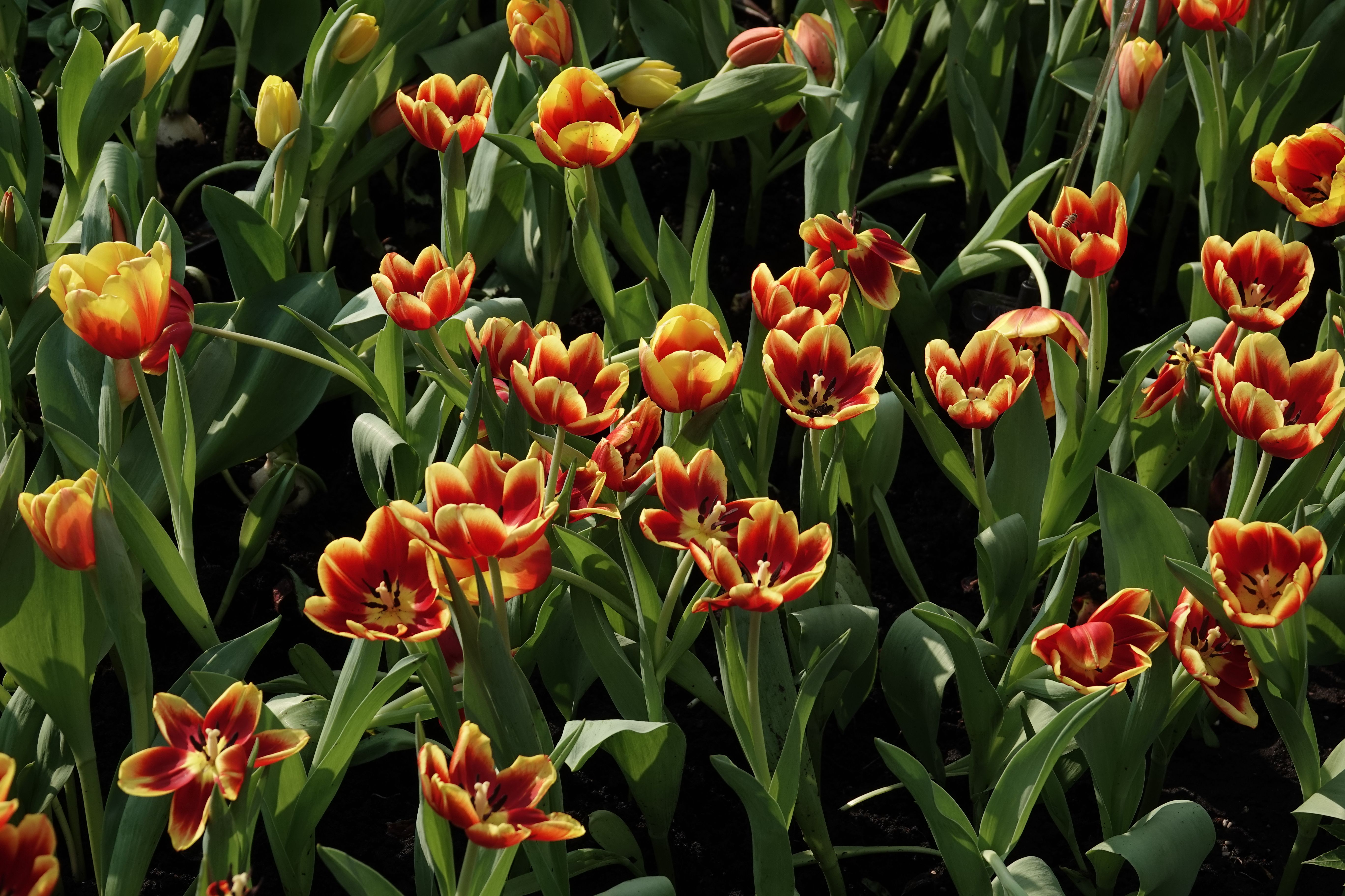 Bright red and yellow tulips in full bloom during spring at a flower garden in Hong Kong Island.