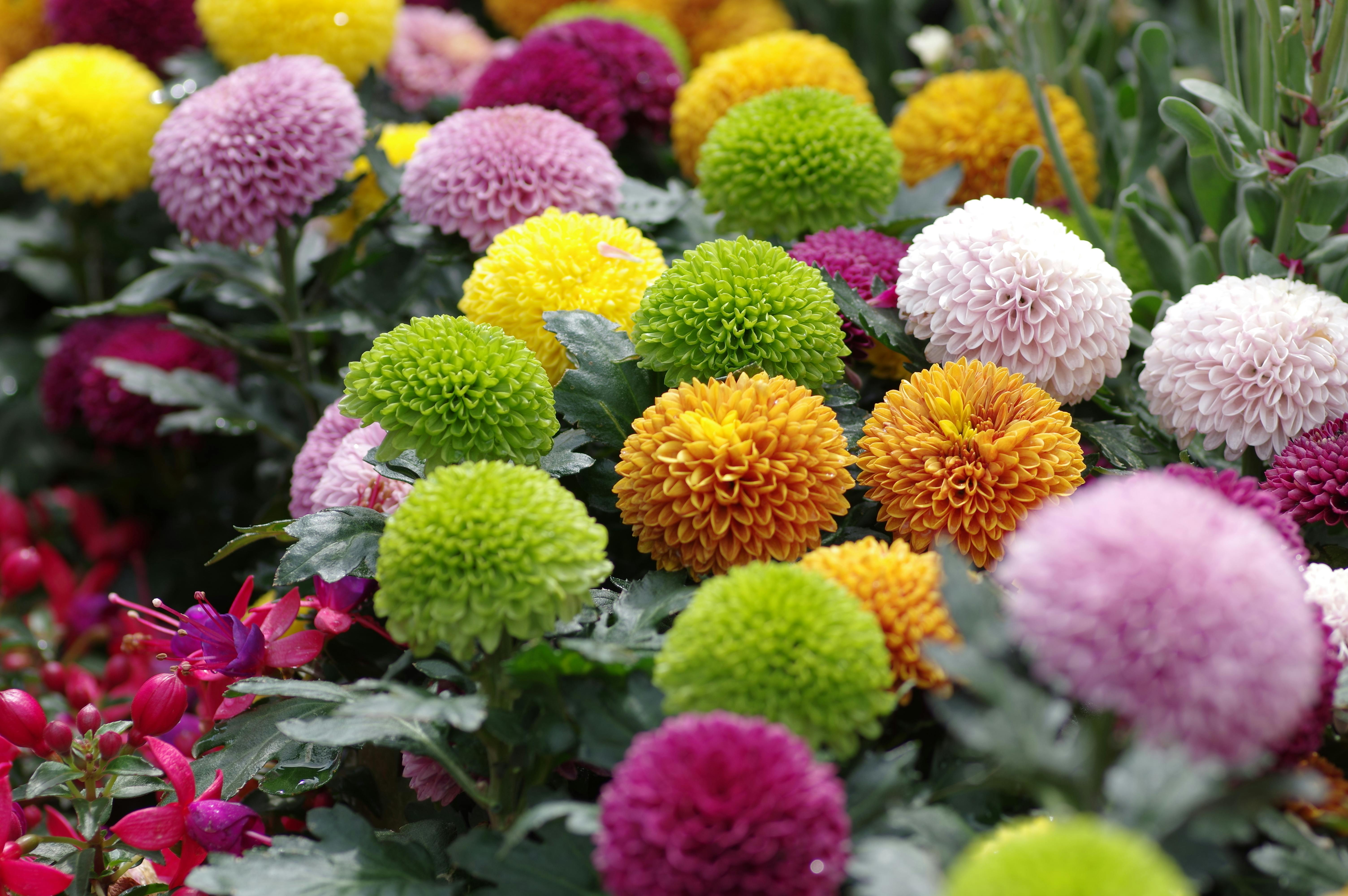 [ColoSach]-colorful-chrysanthemums-in-full-bloom-at-victoria-park-flower-show.
