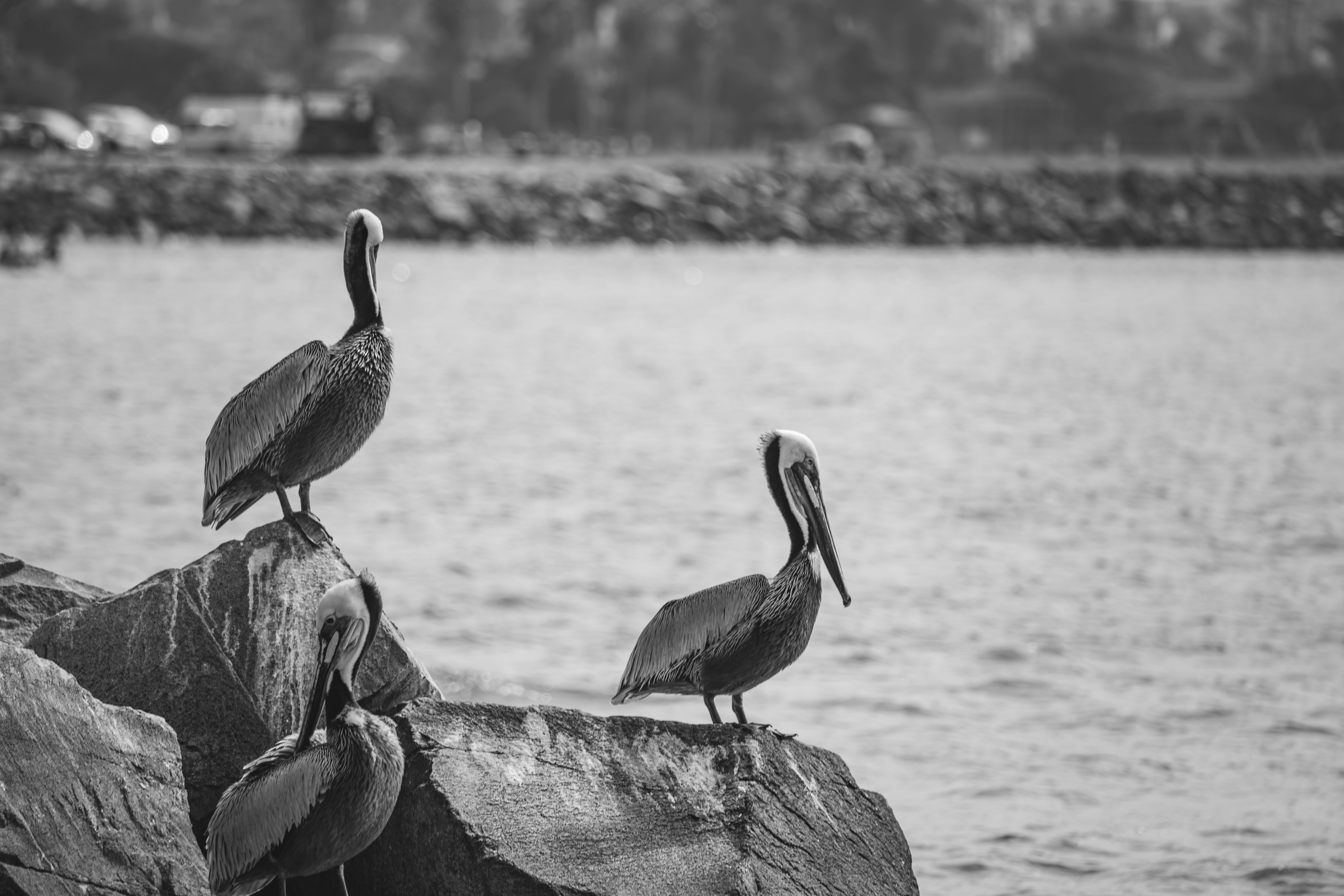 Brown &amp; Brown acquires Irvine Commercial Insurance Brokers — Photo by Soly Moses on Pexels