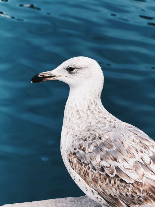 Free A detailed portrait of a seagull perched near the vibrant waters of Istanbul. Stock Photo