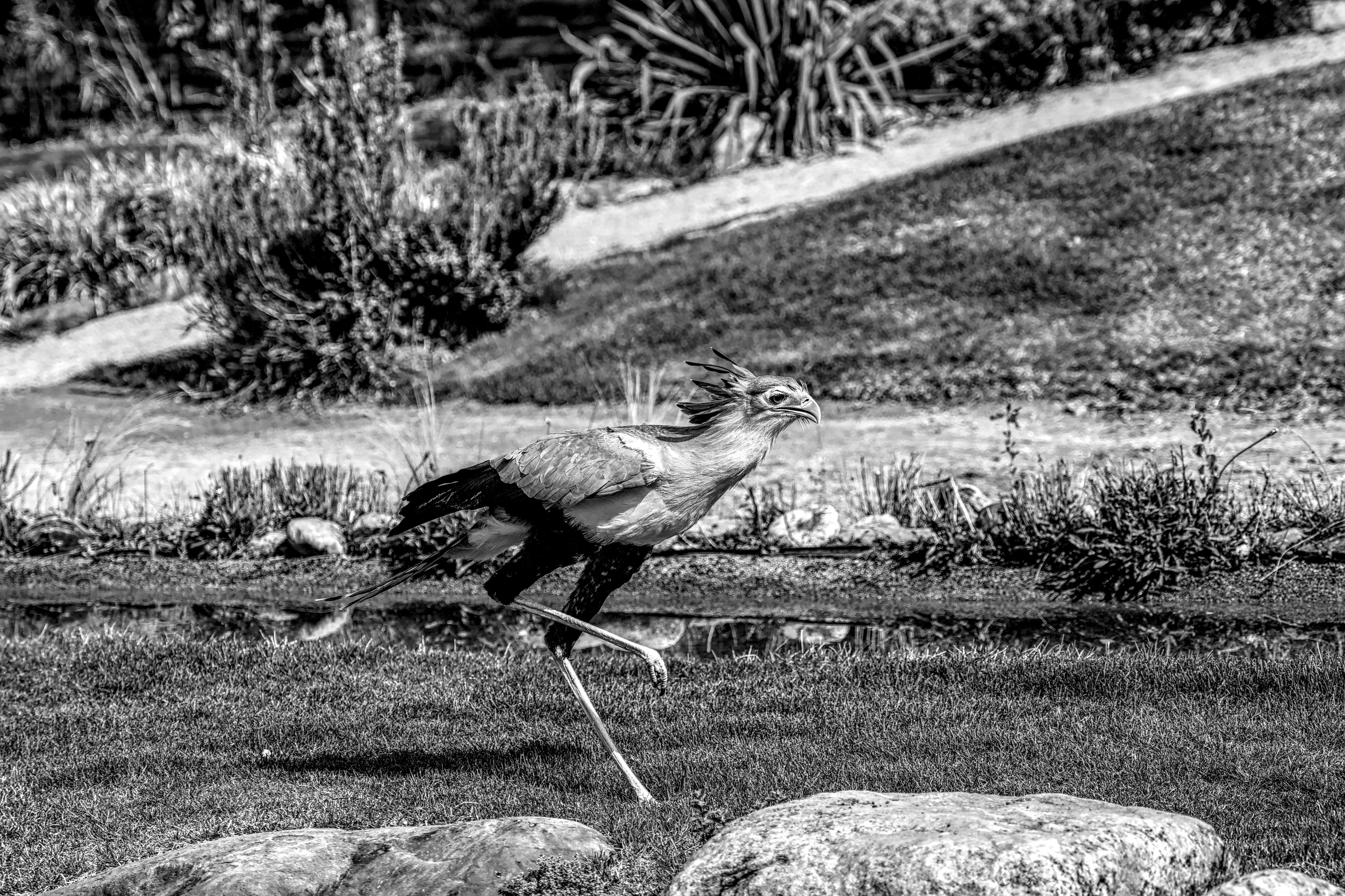 What is the significance of secretary bird? - The Institute for ...