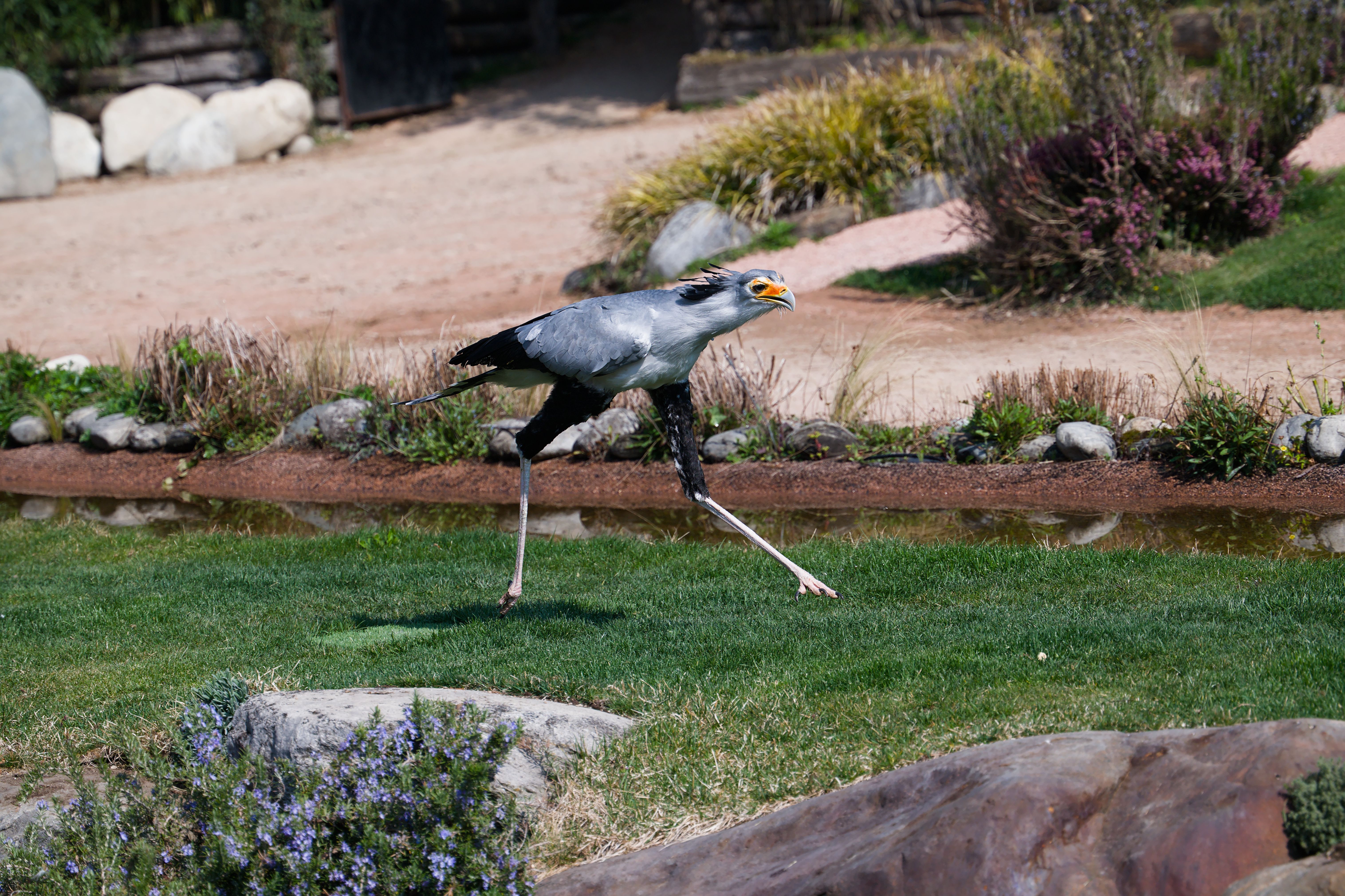 Secretary Bird Running in Outdoor Zoo Habitat · Free Stock Photo