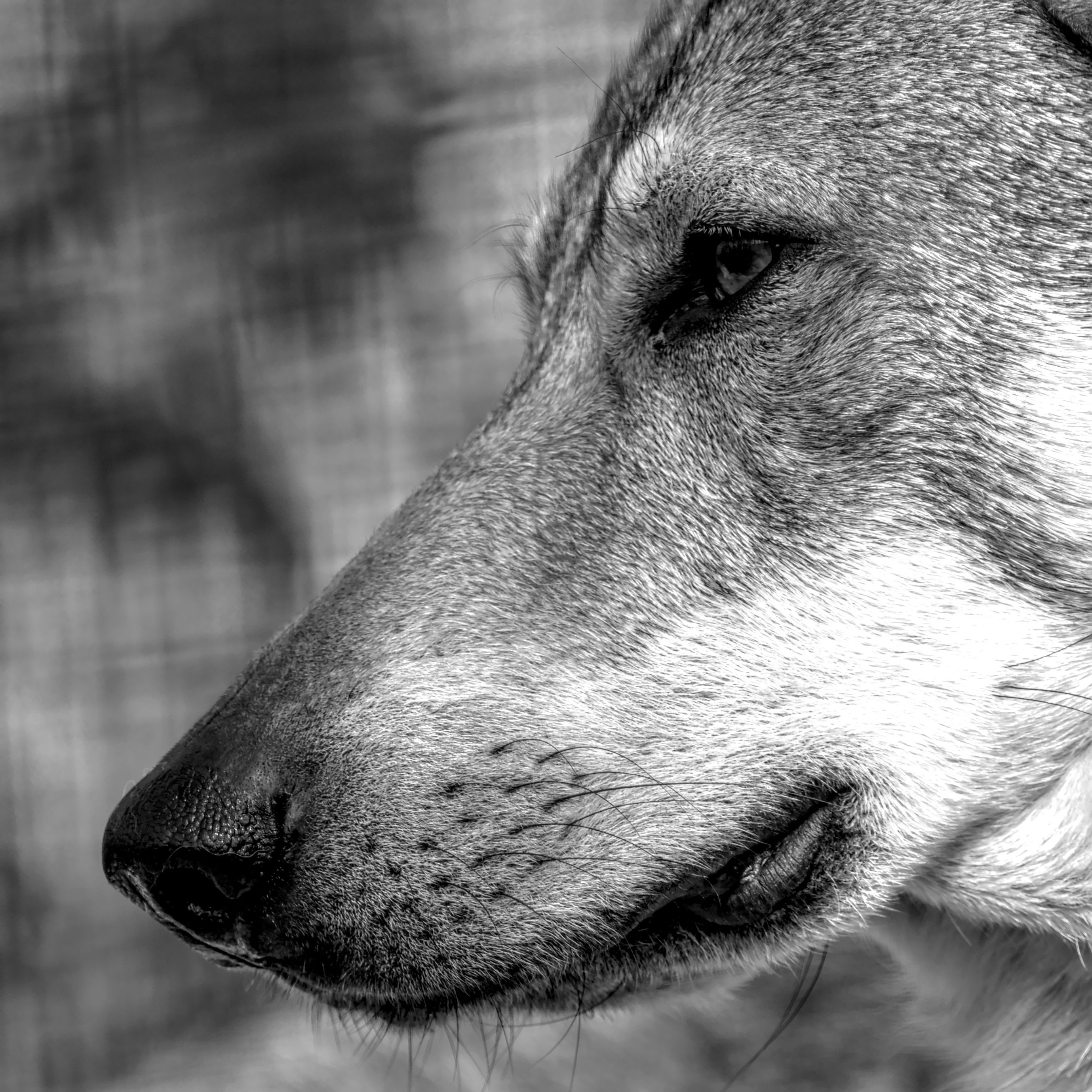 Artistic black and white close-up of a dog's face, showcasing texture and expression.