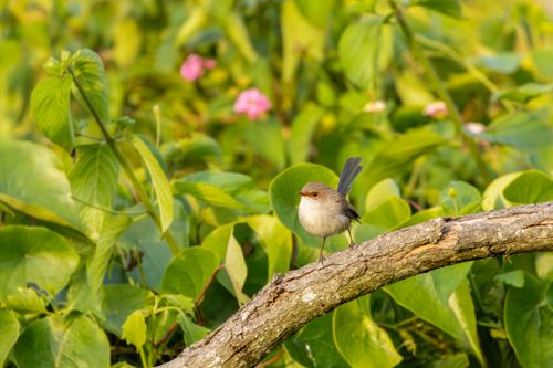 Free A superb fairy wren perched on a branch amidst lush foliage at Culburra Beach, Australia. Stock Photo
