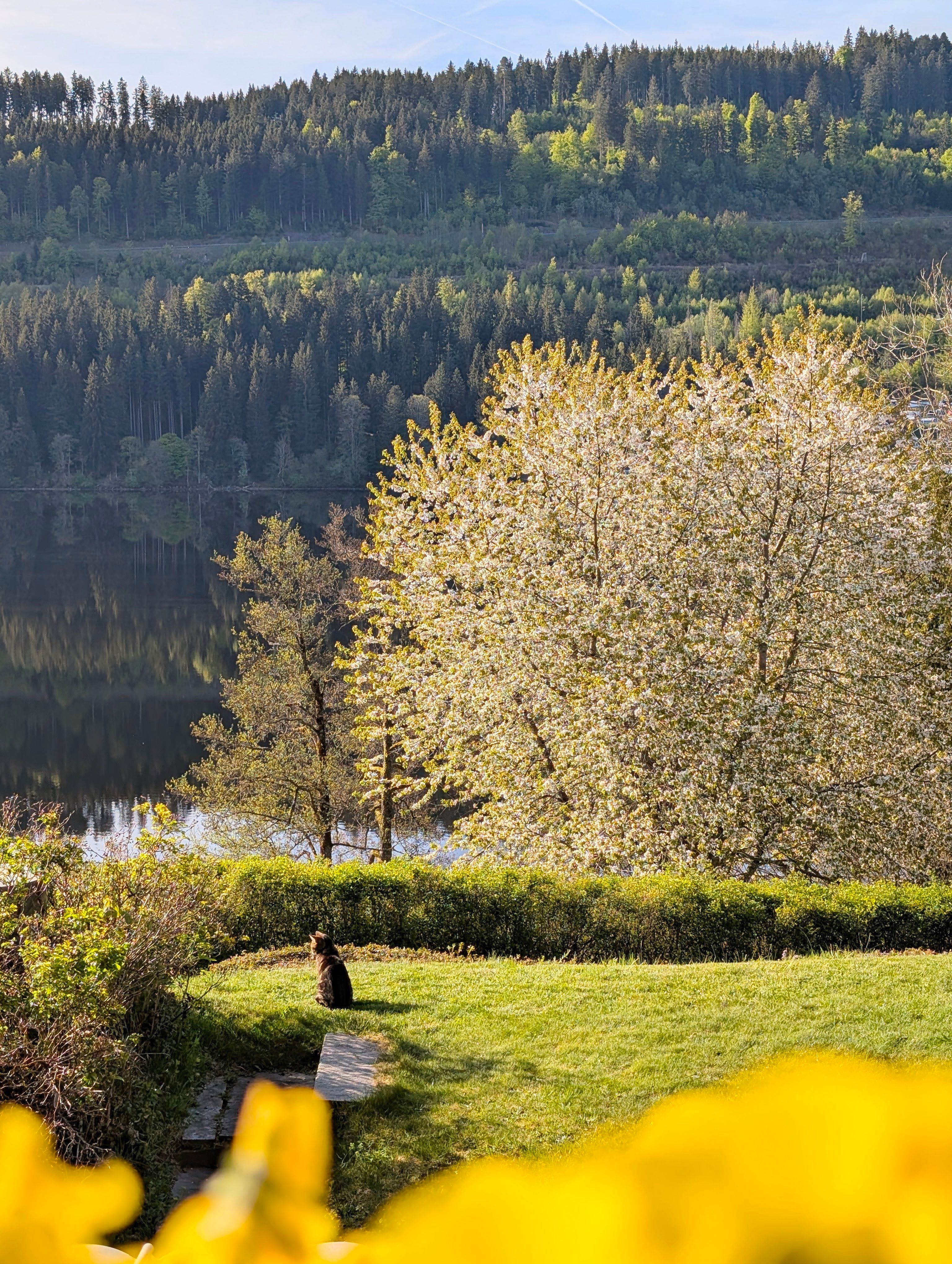 Serene Spring Landscape with Blossoming Trees · Free Stock Photo