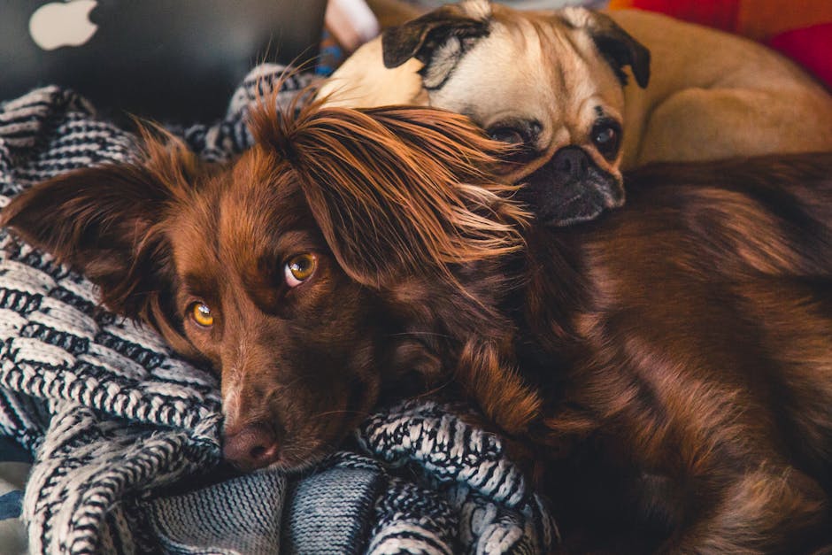 Adult Brown Gordon Setter and Pug