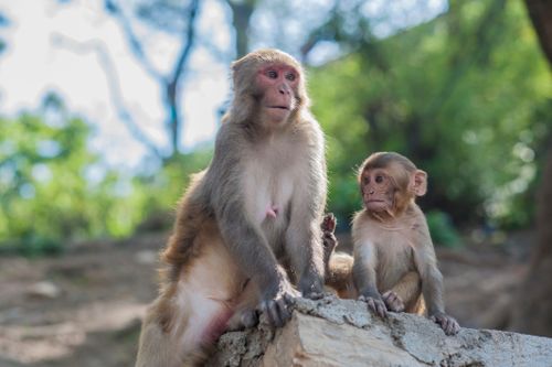 Free A mother and baby rhesus macaque in Nepal, sitting on a rock in the forest. Stock Photo