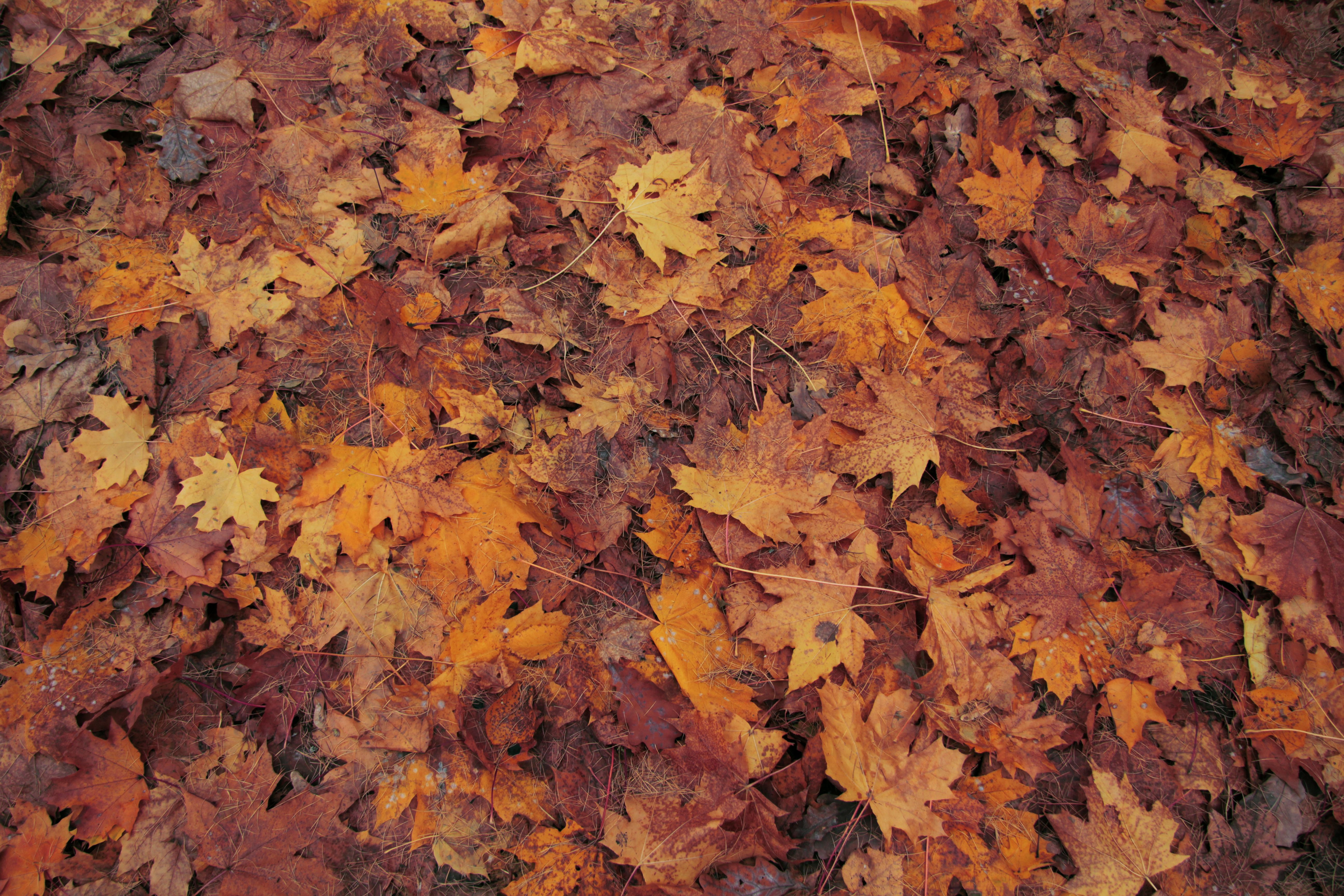 An array of colorful autumn leaves creating a natural carpet on the forest floor, showcasing the beauty of fall.