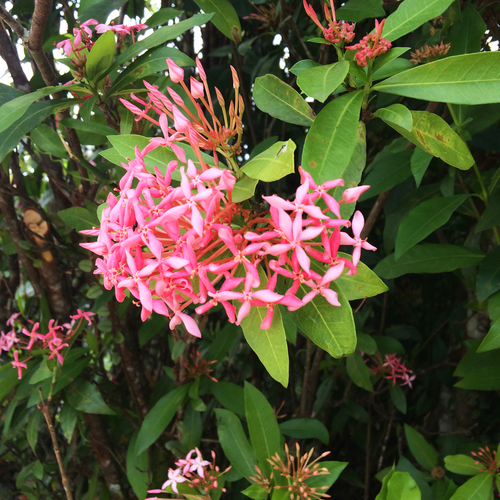 Free stock photo of bloom, greenery, pink flower Stock Photo