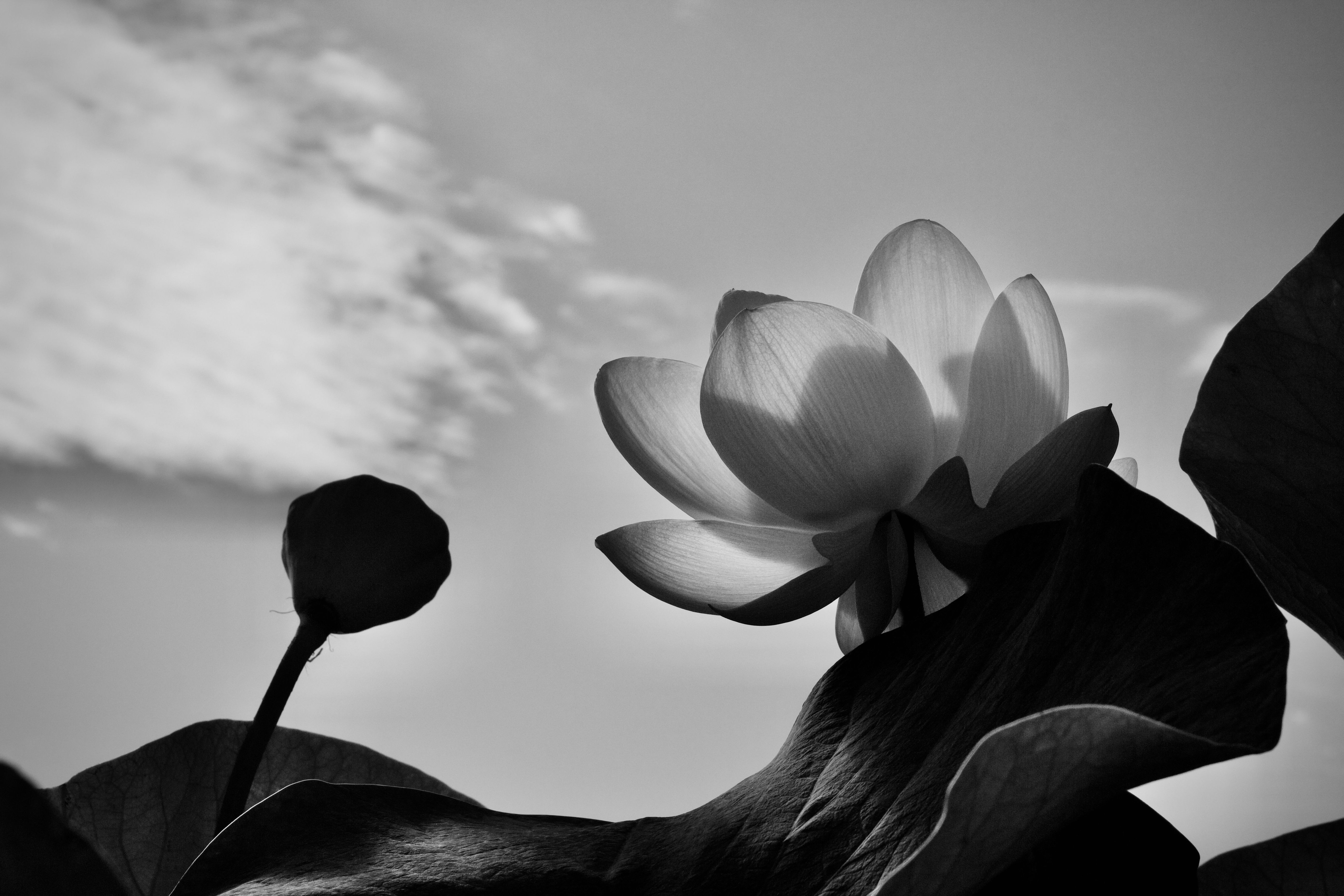 Striking black and white photo of a lotus blossom with dramatic sky background.