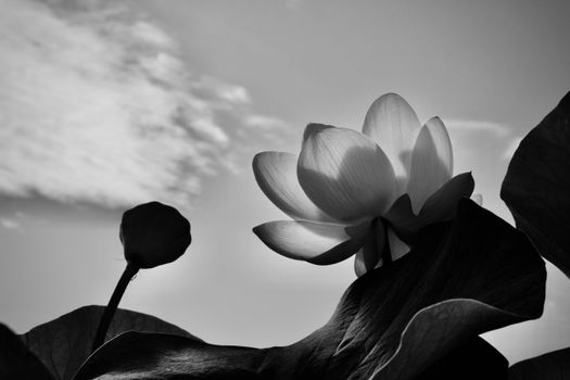 Striking black and white photo of a lotus blossom with dramatic sky background.