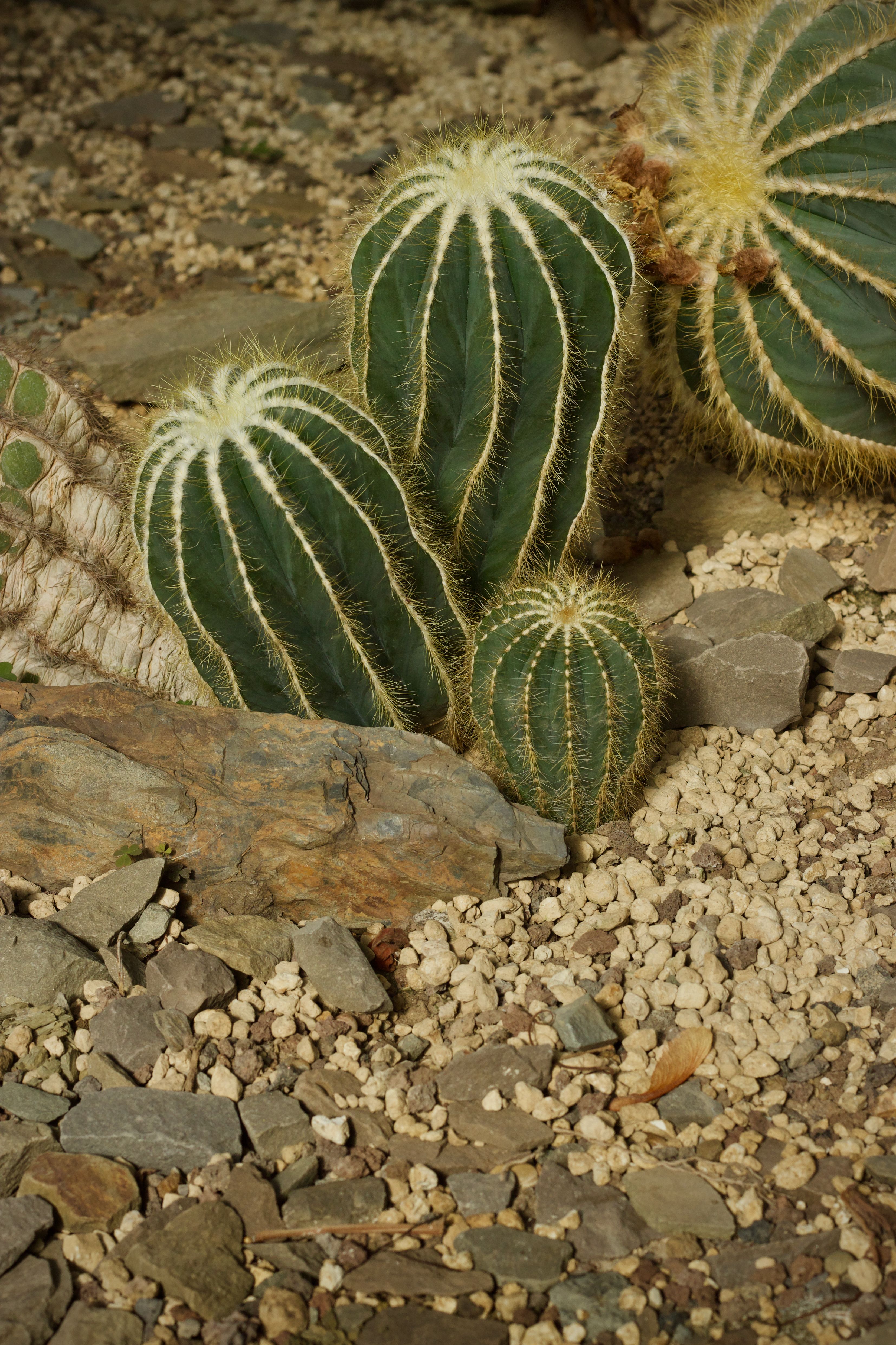 Green Cacti Among Rocks in Desert Setting · Free Stock Photo