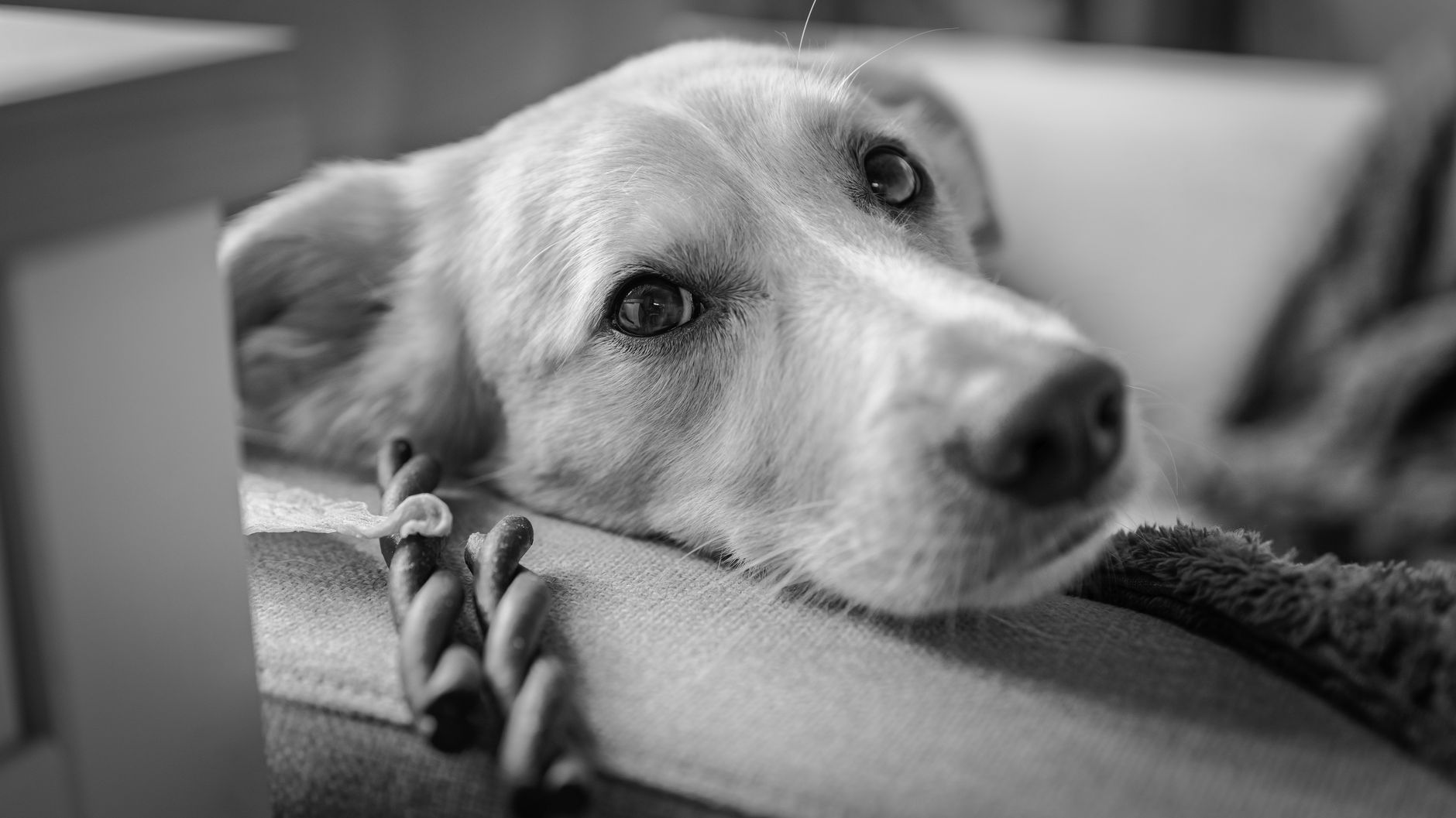Veterinary care for a dog