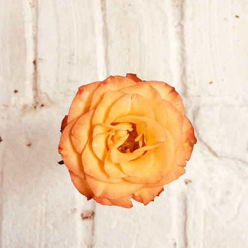 Free stock photo of brick texture, orange flower Stock Photo