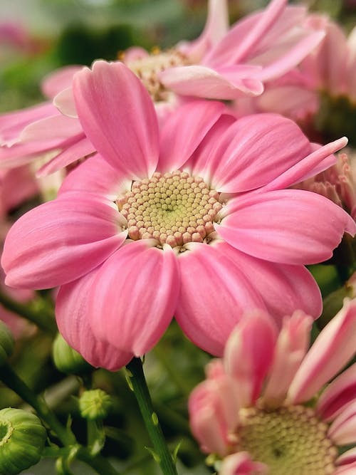 Foto Close Up Bunga Merah Muda