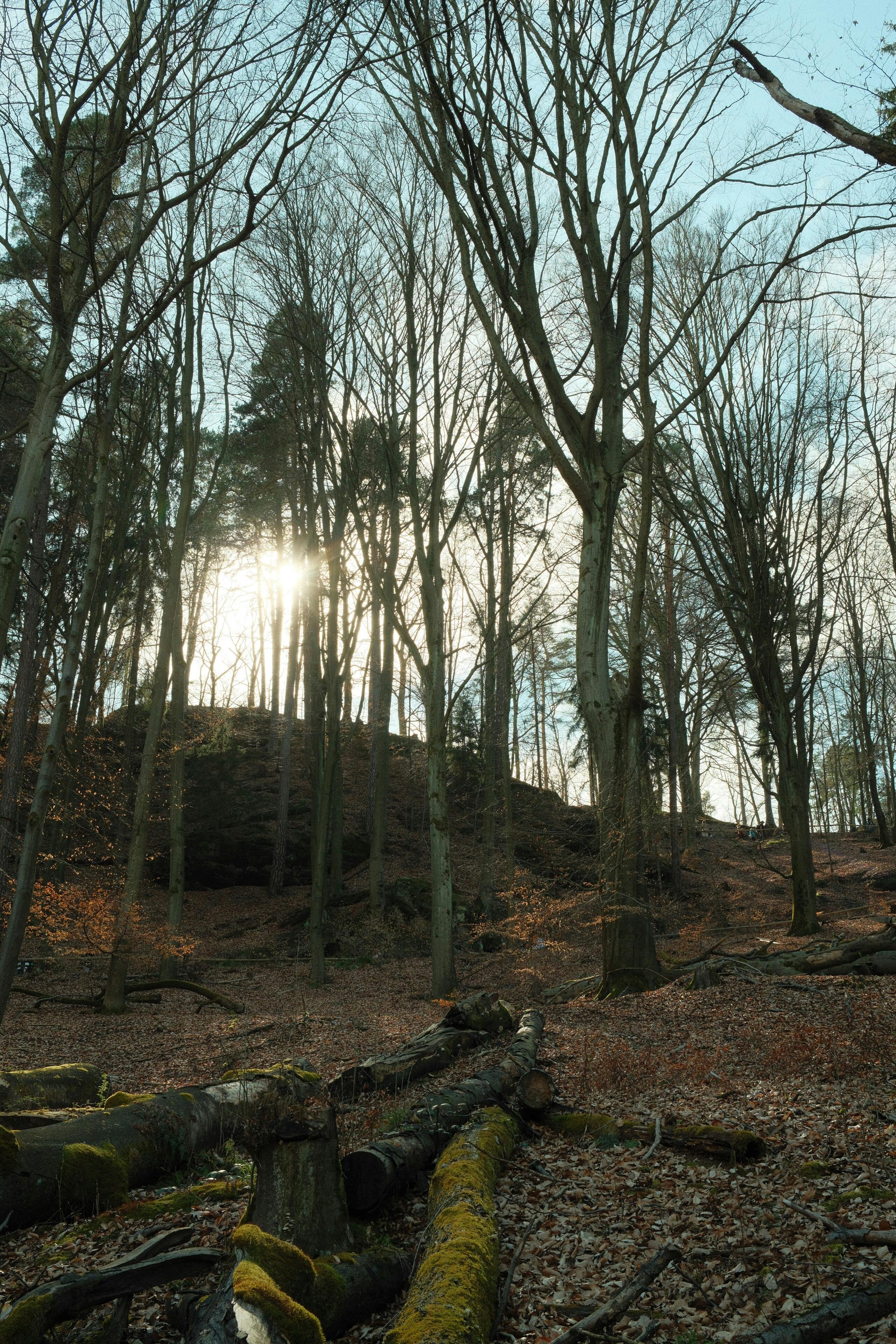Tranquil autumn forest in Germany with sunlight streaming through tall trees.