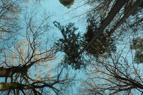 Free A captivating view of bare tree branches against a clear winter sky in Germany. Stock Photo