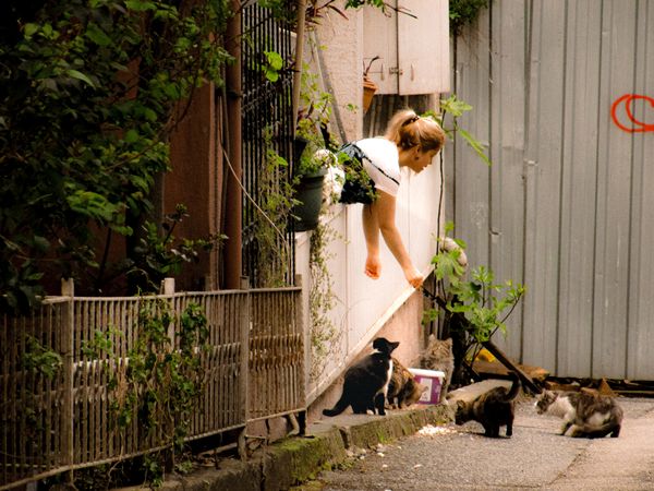 TNR·길고양이 보호 가이드 — 시민·협회·병원 협업 흐름