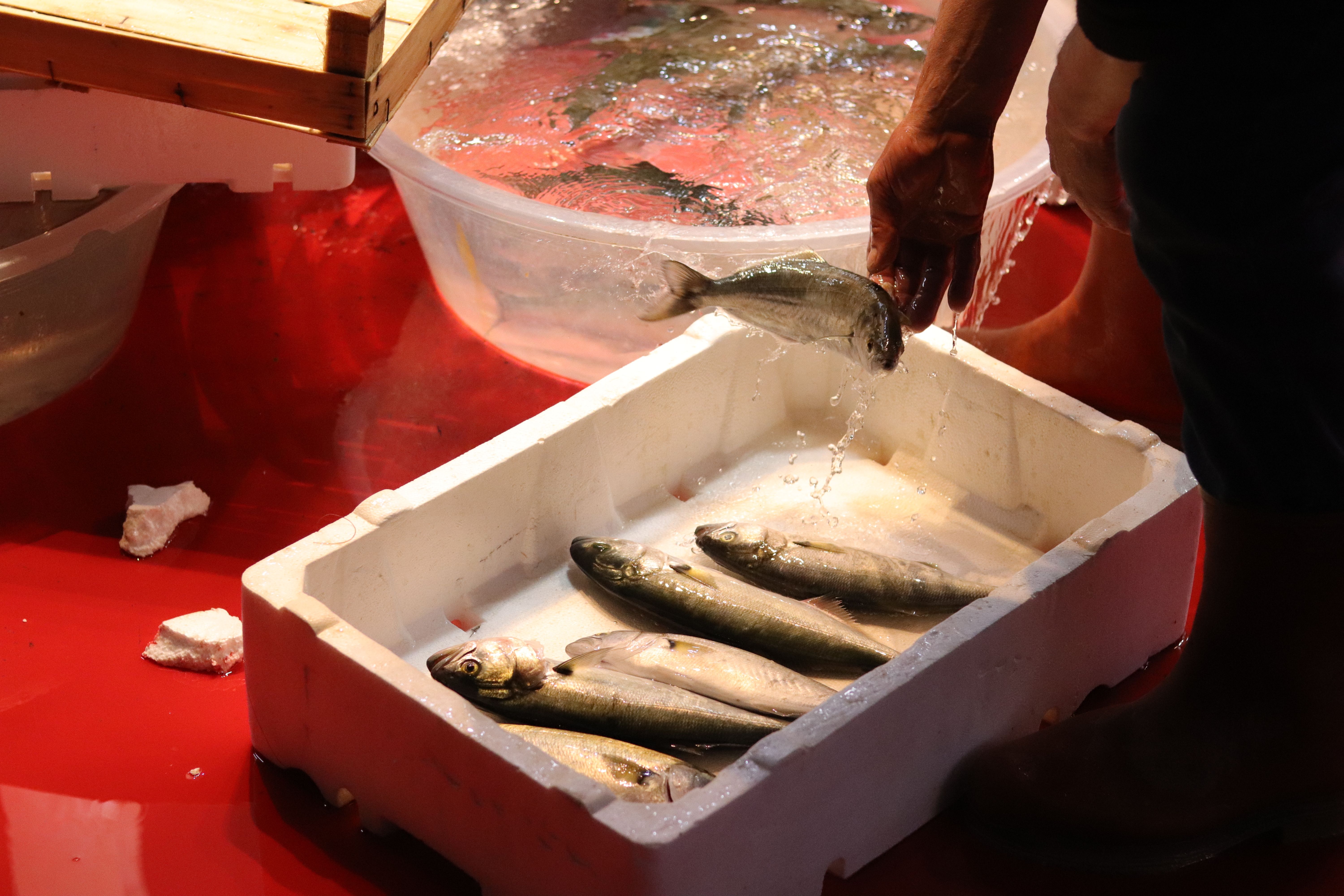 Mercato Ittico di Taranto (Fish Market)