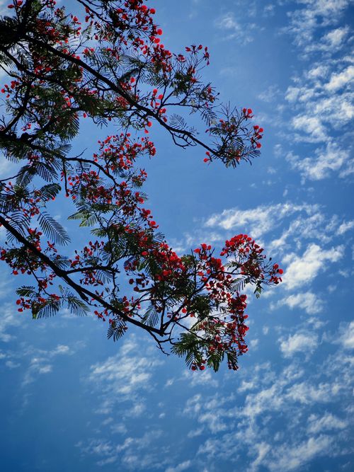 Free Vibrant red flowers blossom on a branch under a clear blue sky in Bangladesh. Stock Photo