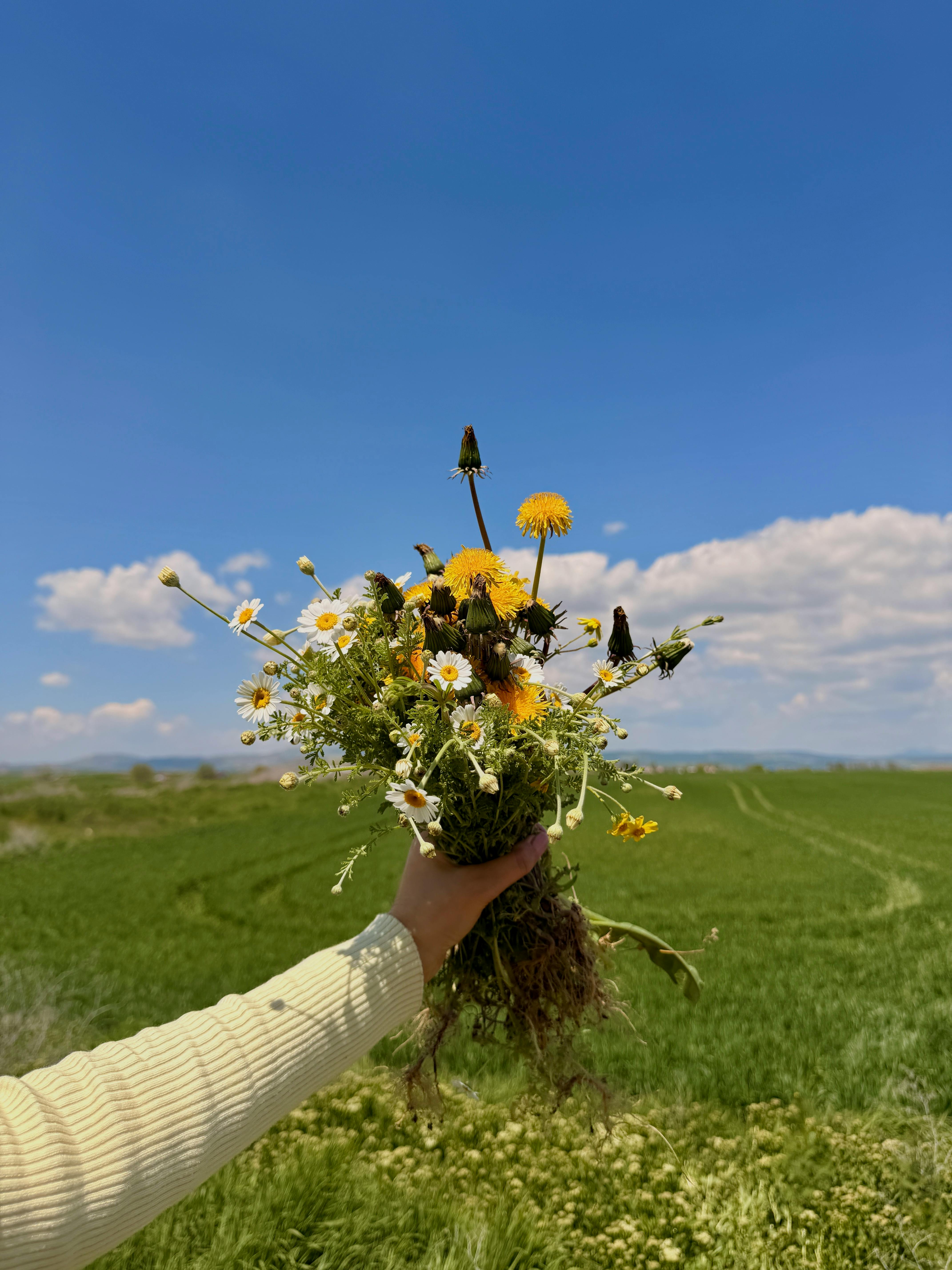 Person Holding a Bunch of Flowers Close-Up Photo · Free Stock Photo