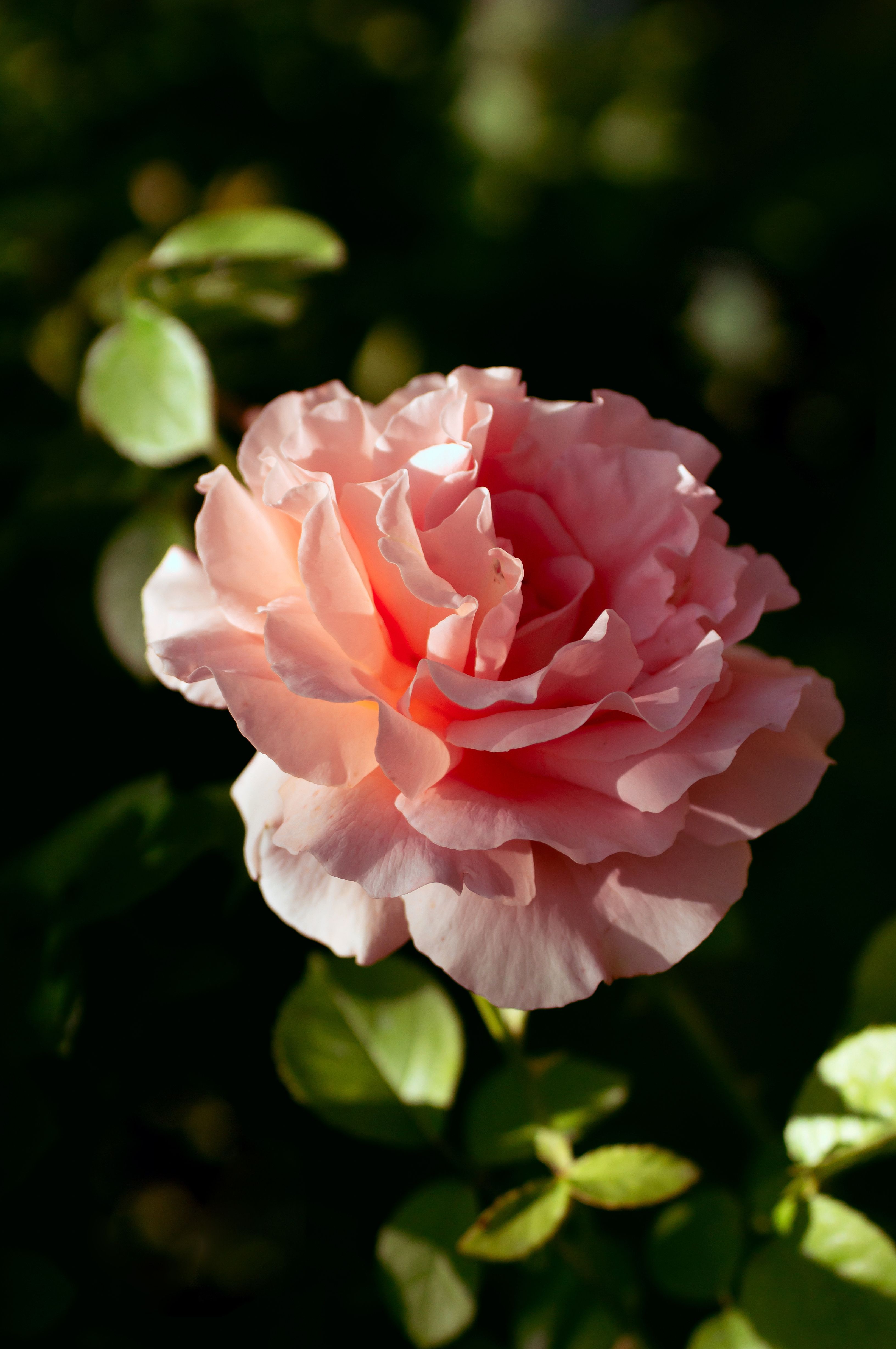 Rosa Rosa · Foto profissional gratuita