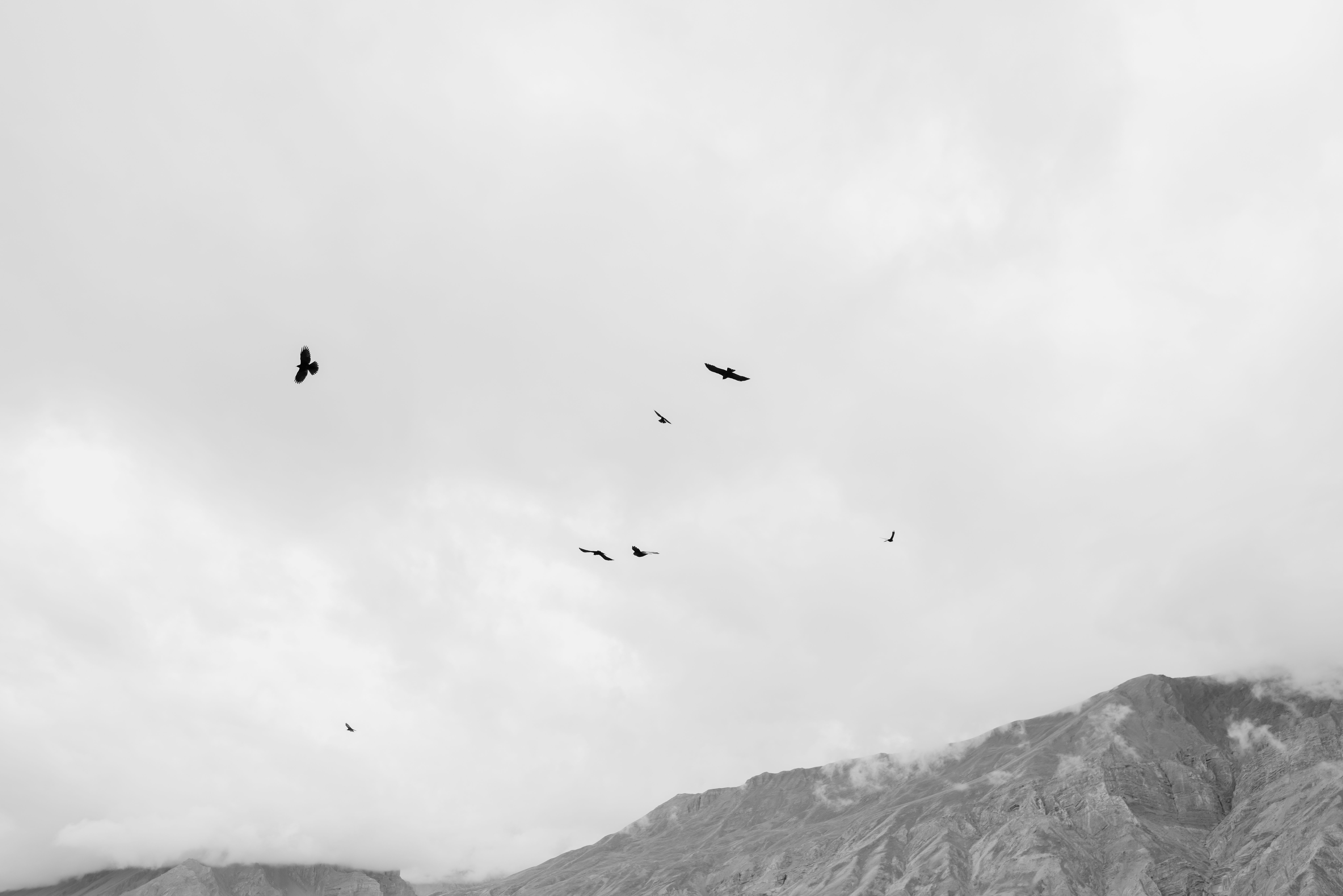 Valley of the Birds