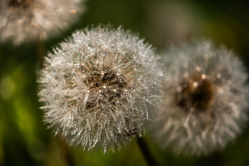 Free Macro photograph capturing dew on delicate dandelion seed heads against a blurred green background. Stock Photo