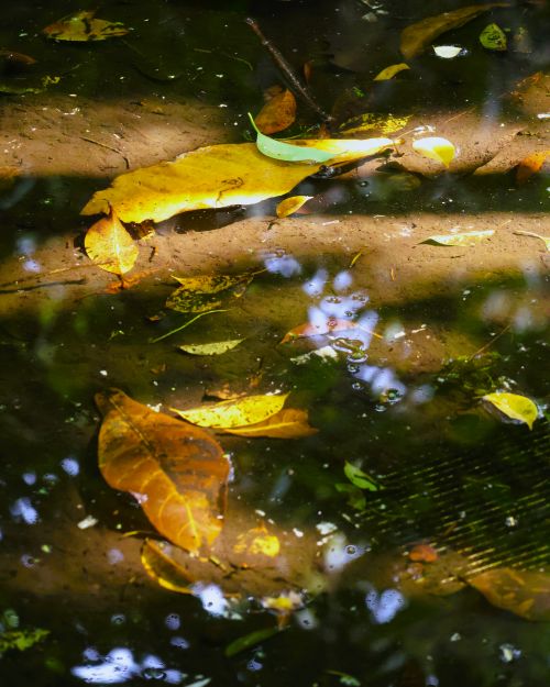 Free Colorful autumn leaves reflecting in calm water, capturing the essence of fall. Stock Photo
