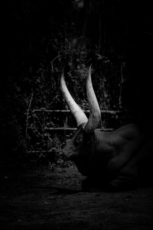 Free stock photo of black and white, black and white cow, rwanda Stock Photo