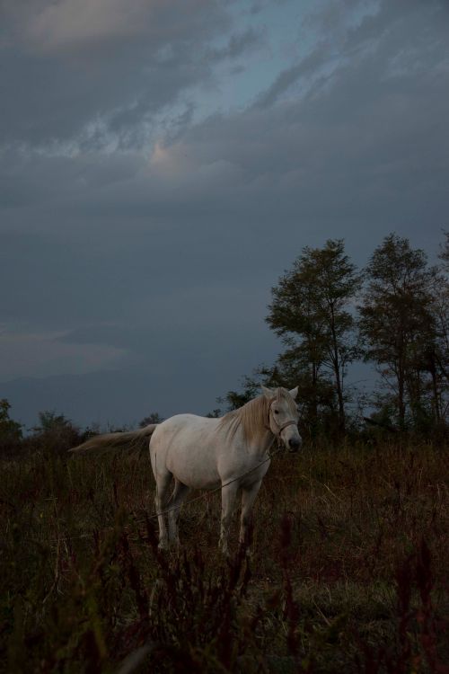 Free A majestic white horse stands calmly in a tranquil outdoor field at dusk. Stock Photo