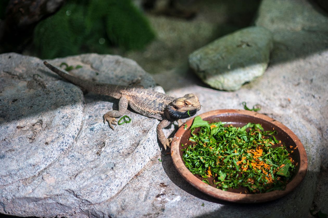 Bearded Dragon Food Guide: Diet Chart, Greens & Insects