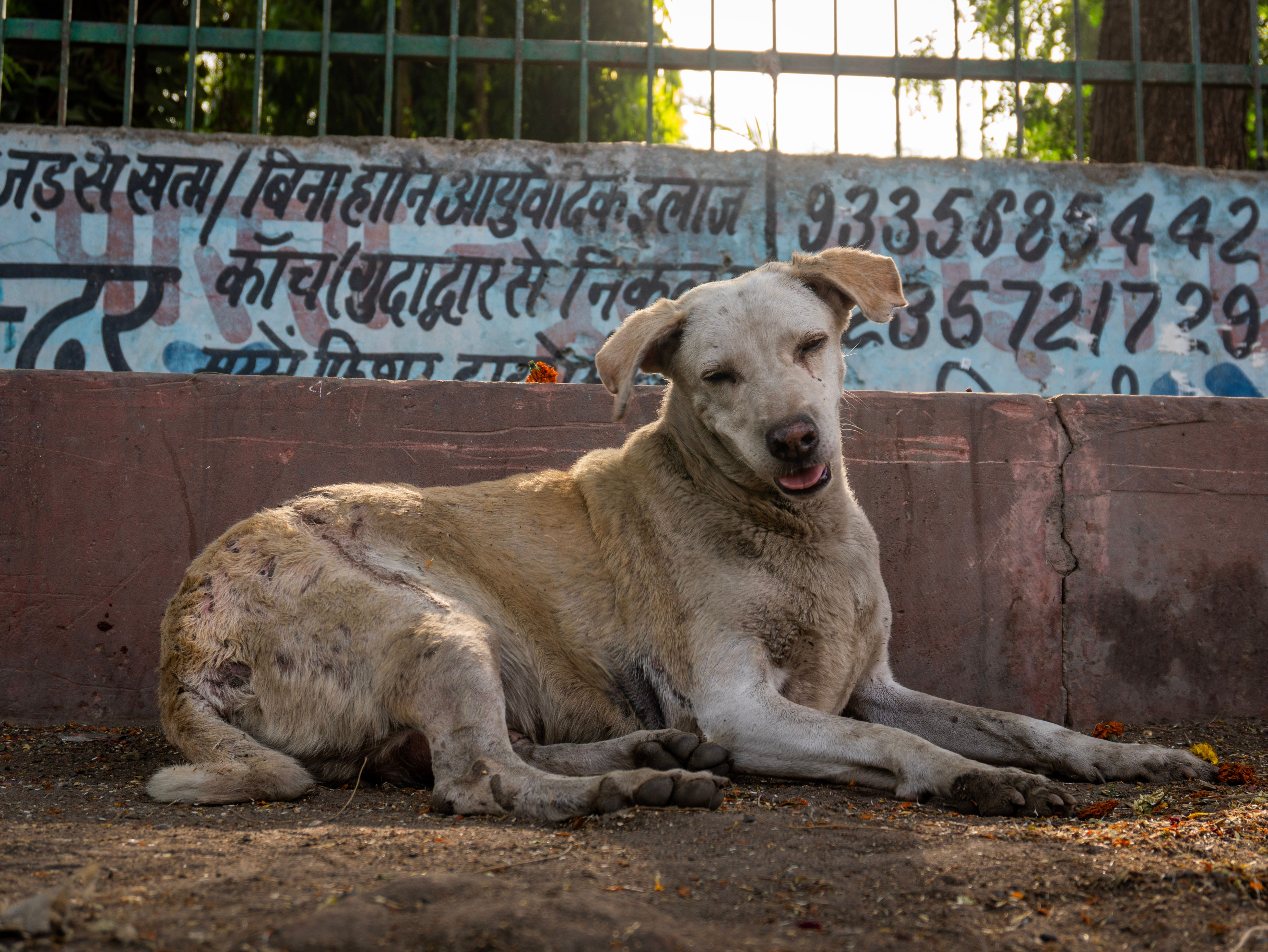 Portrait of a dog at a veterinary clinic