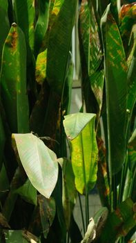 Close-up of lush green tropical leaves with unique textures and colors.