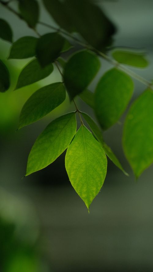 Free Detailed close-up of vibrant green leaves with a soft blurred background, highlighting nature's beauty. Stock Photo