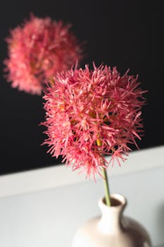 特写：中性背景陶瓷花瓶中充满活力的粉色葱花