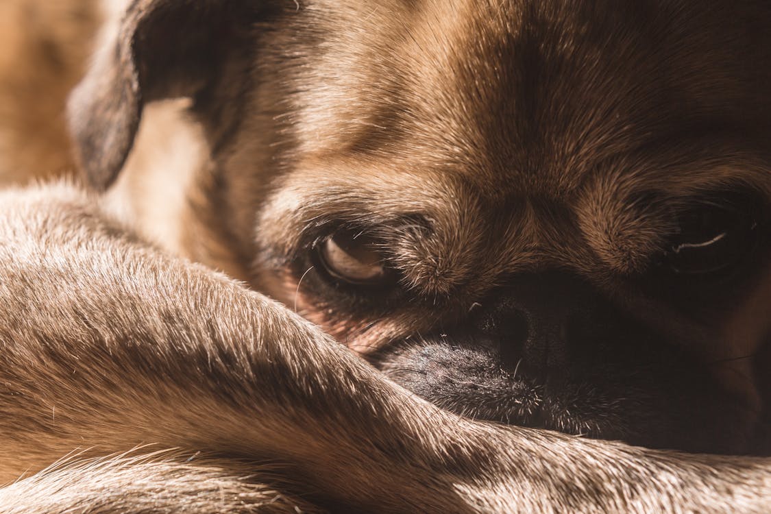 Chú chó của bạn có phải làm sao đó đang buồn chán? Hãy xem ảnh chó buồn đáng yêu này để cùng chia sẻ và giúp chú cún thêm niềm vui.
