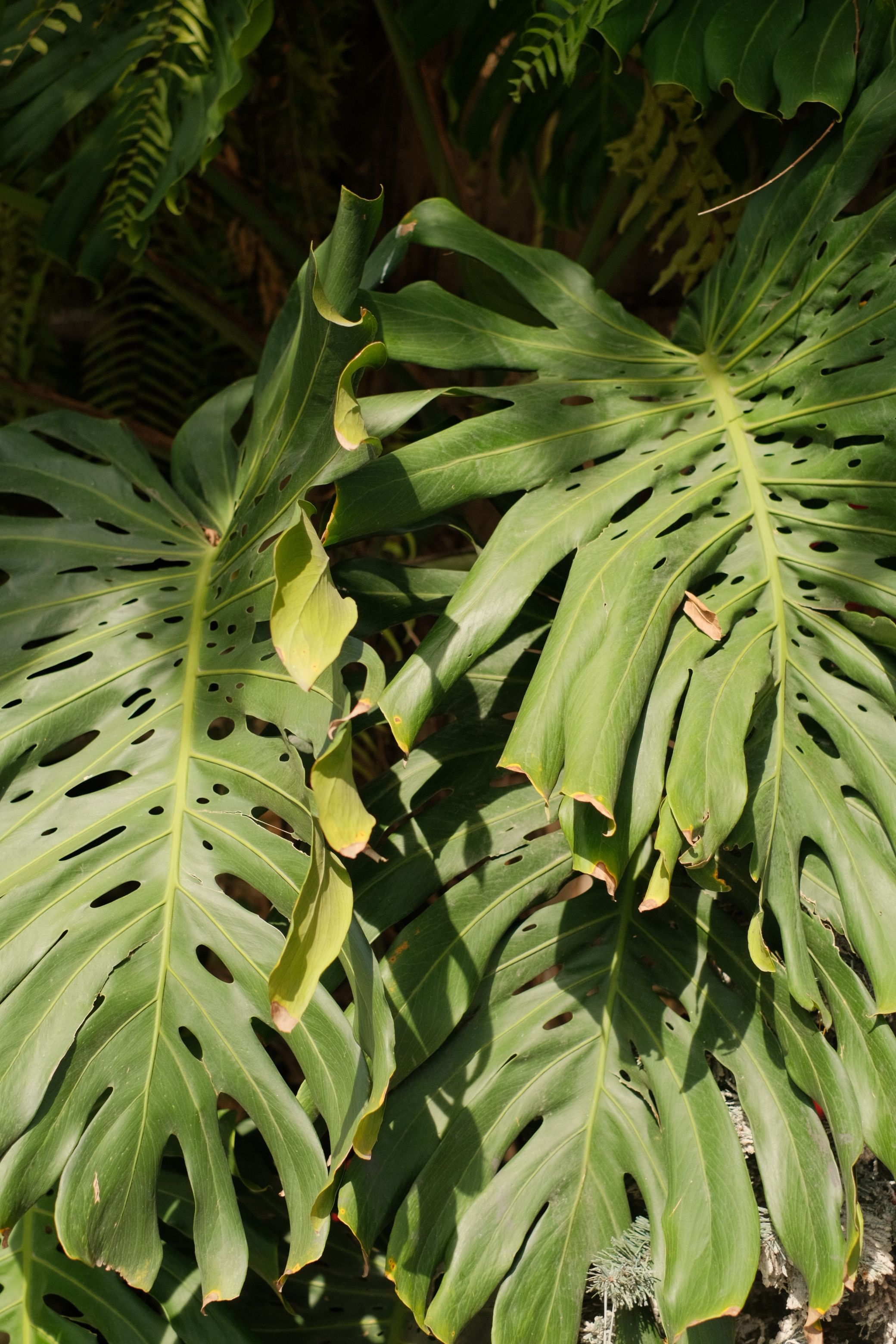 monstera minima hängend Monstera minima variegated albo (5-6 leaves)+ Highly variegated main image 1