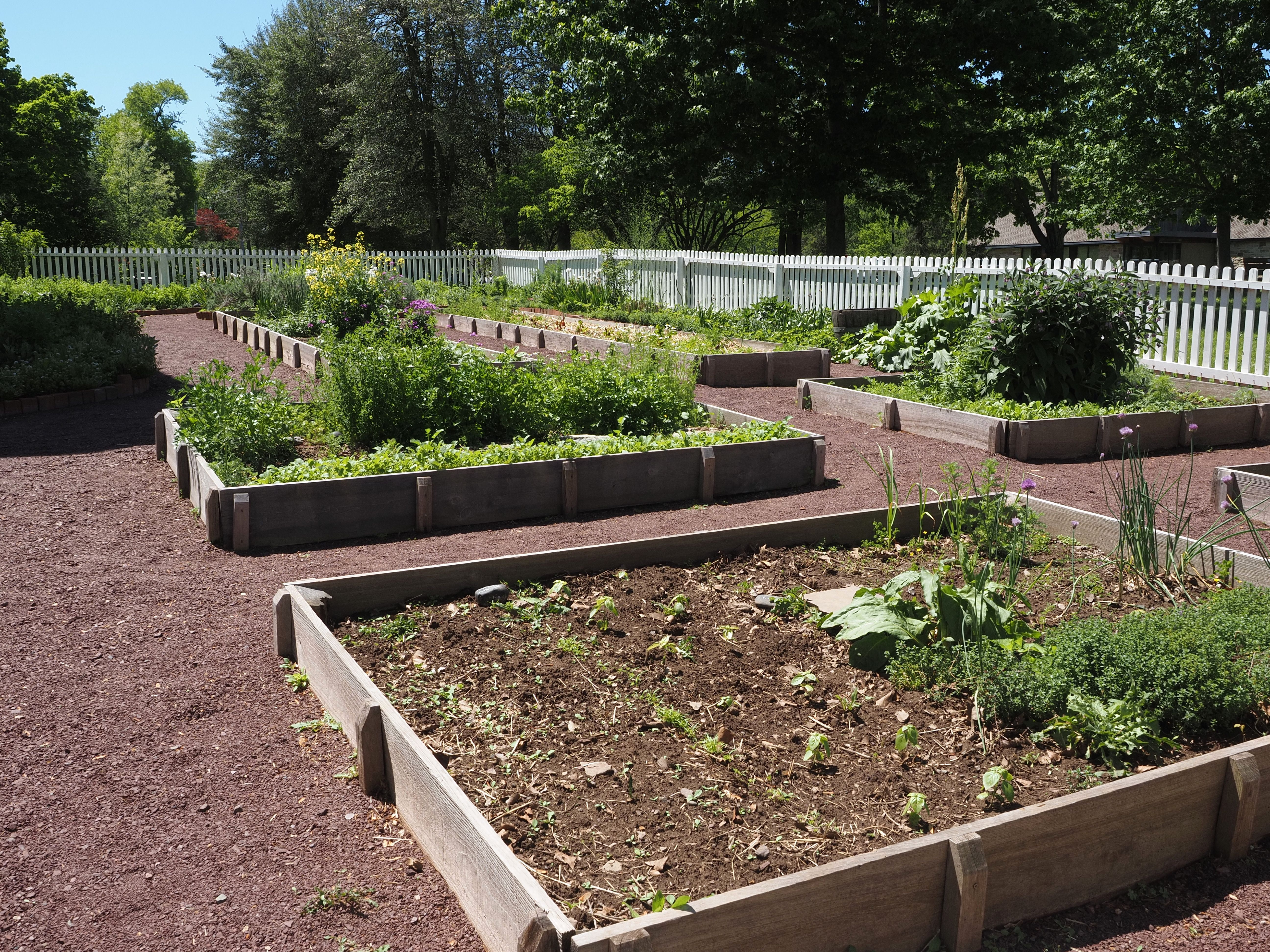 Community garden with raised beds on a sunny day