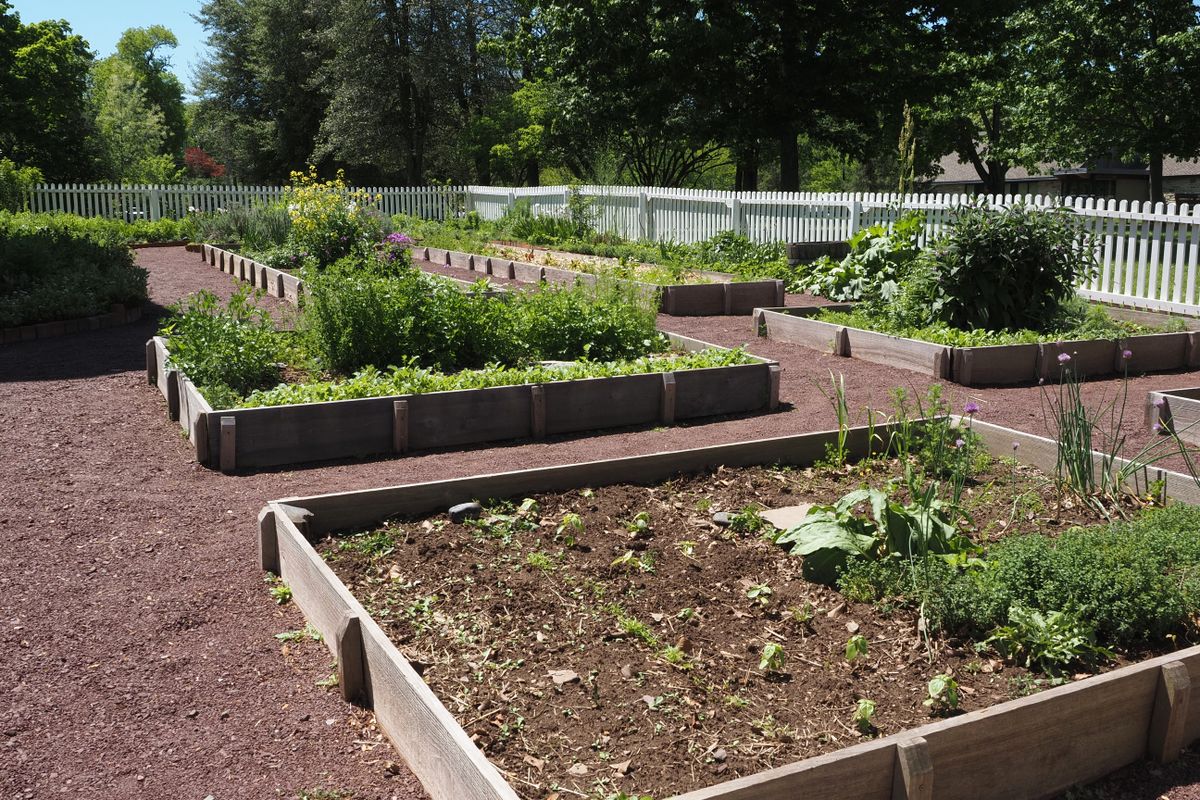 Community garden with raised beds on a sunny day