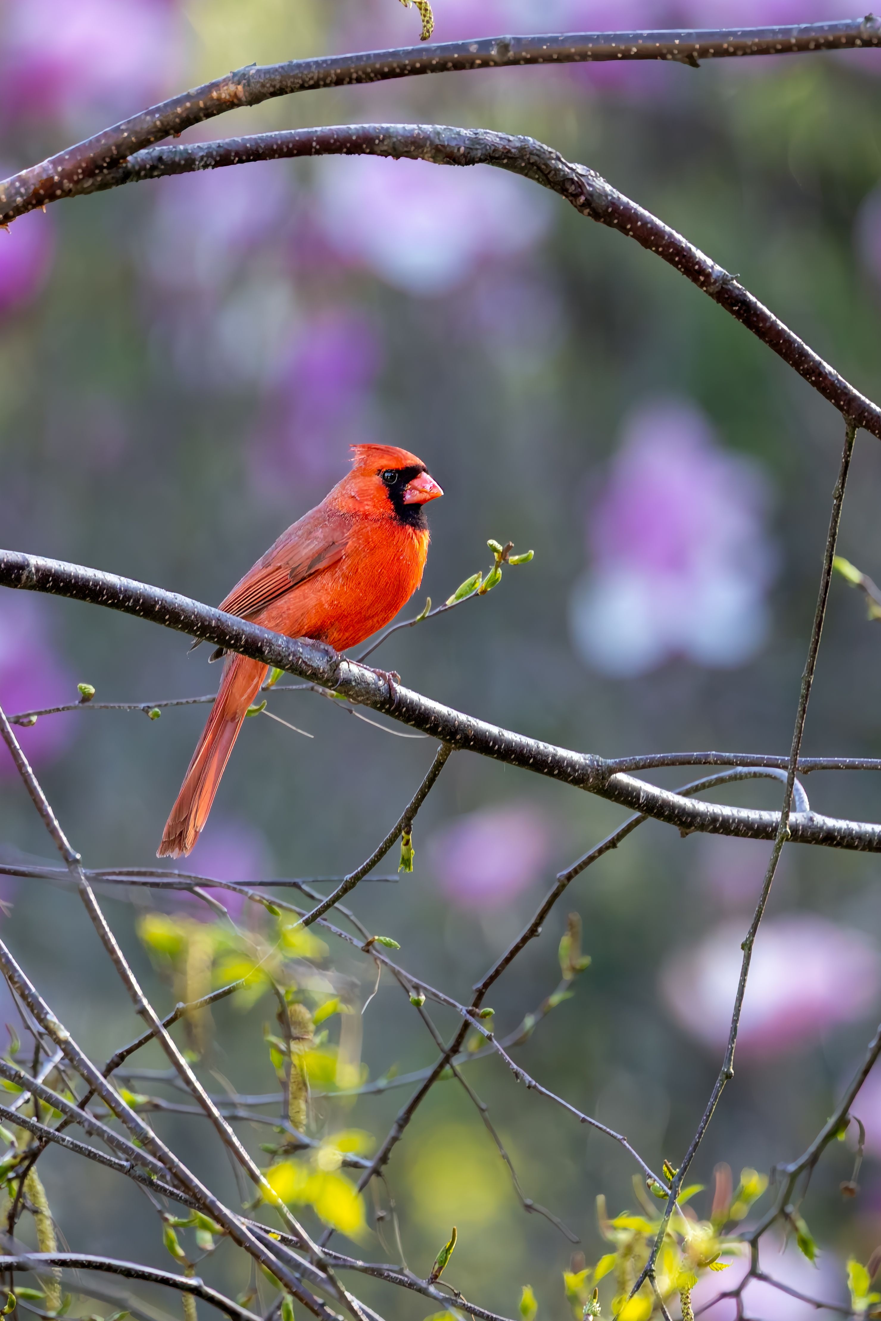 Vibrant Northern Cardinal on Spring Branch · Free Stock Photo