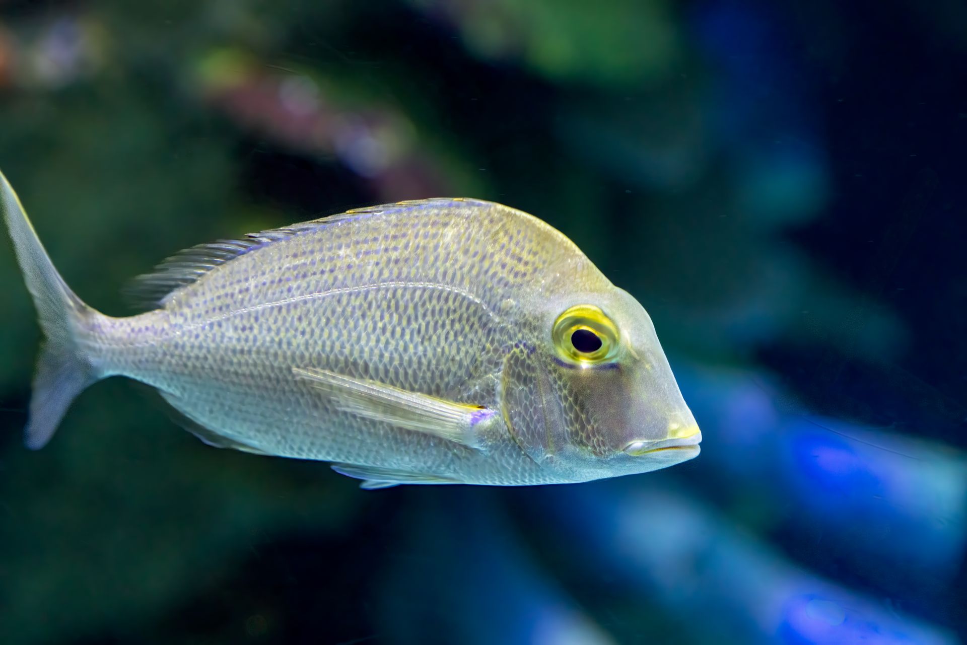 Underwater at Ildiz Reef
