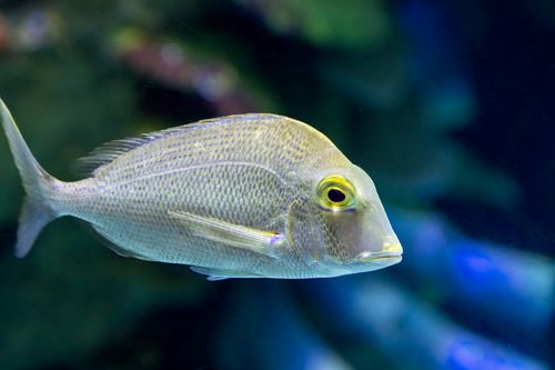 Ildiz Reef