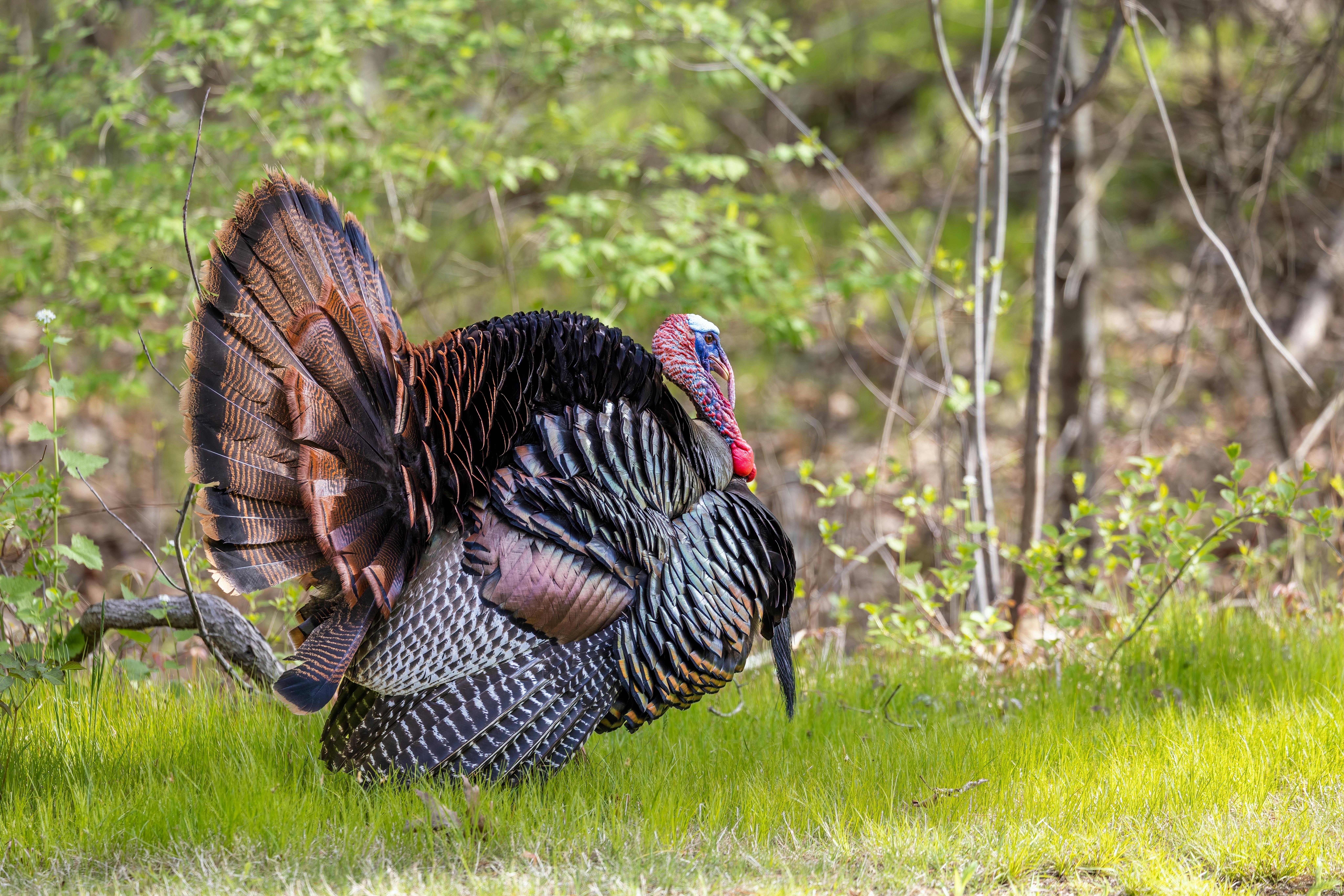 Wild turkey displaying vibrant plumage in a spring forest in Southborough, USA.