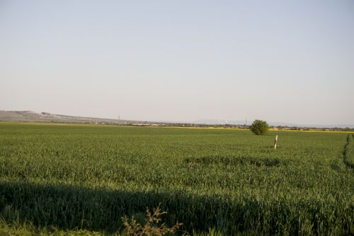 Free stock photo of nature, road, tall grass Stock Photo