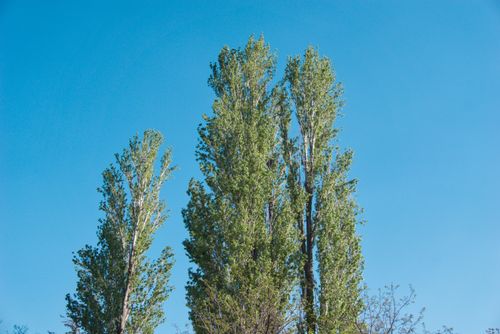 Free stock photo of blue sky, tall trees Stock Photo