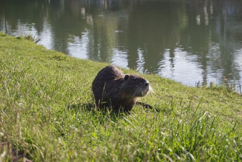 Free stock photo of capybara, grass, park Stock Photo