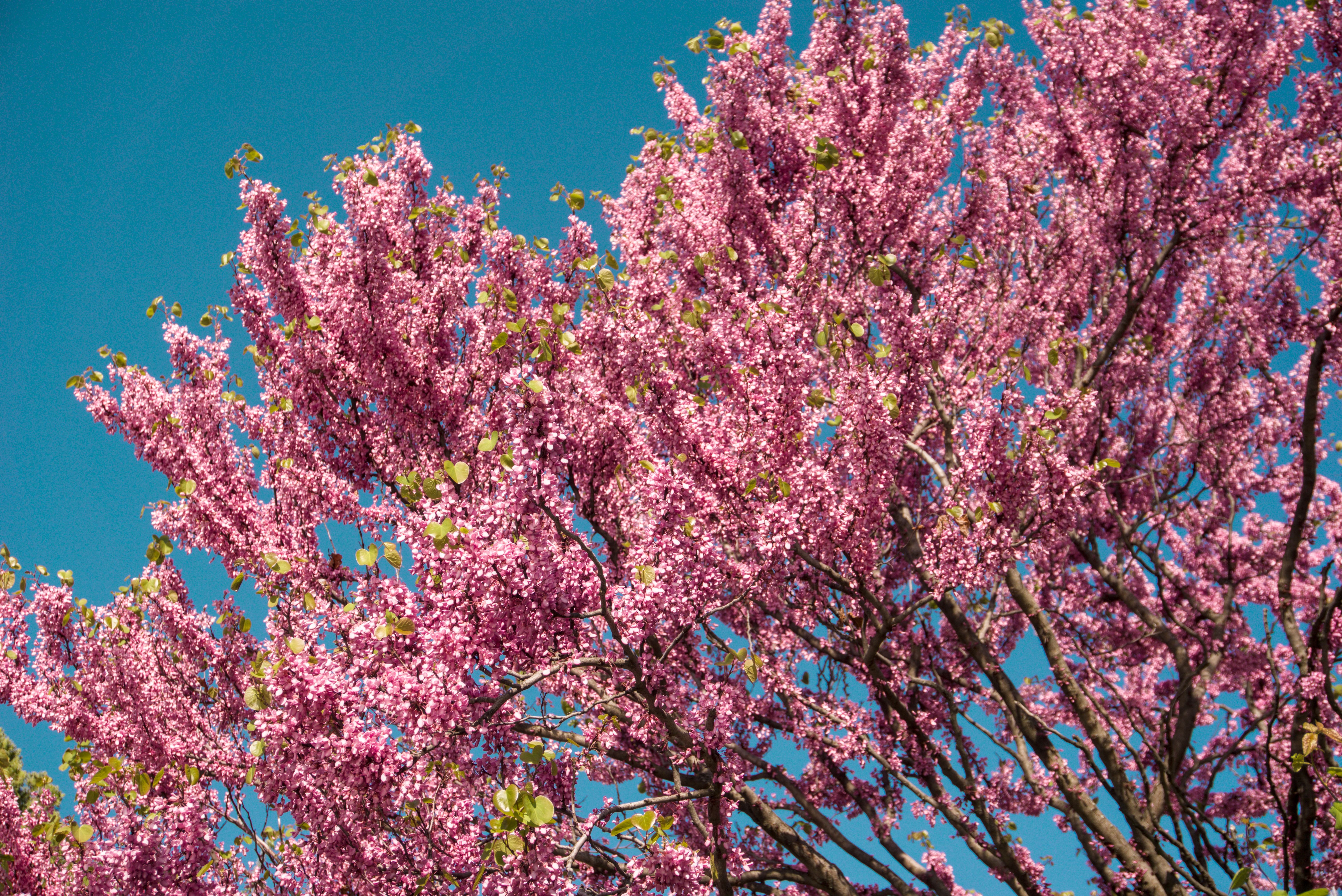 Vibrant Cherry Blossoms Against a Clear Blue Sky · Free Stock Photo